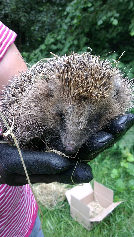 Close up animal prickly