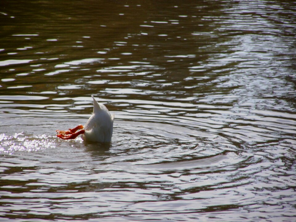Animal waterfowl fauna
