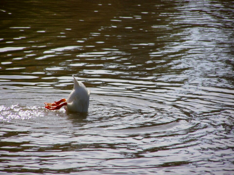 Animal waterfowl fauna photo