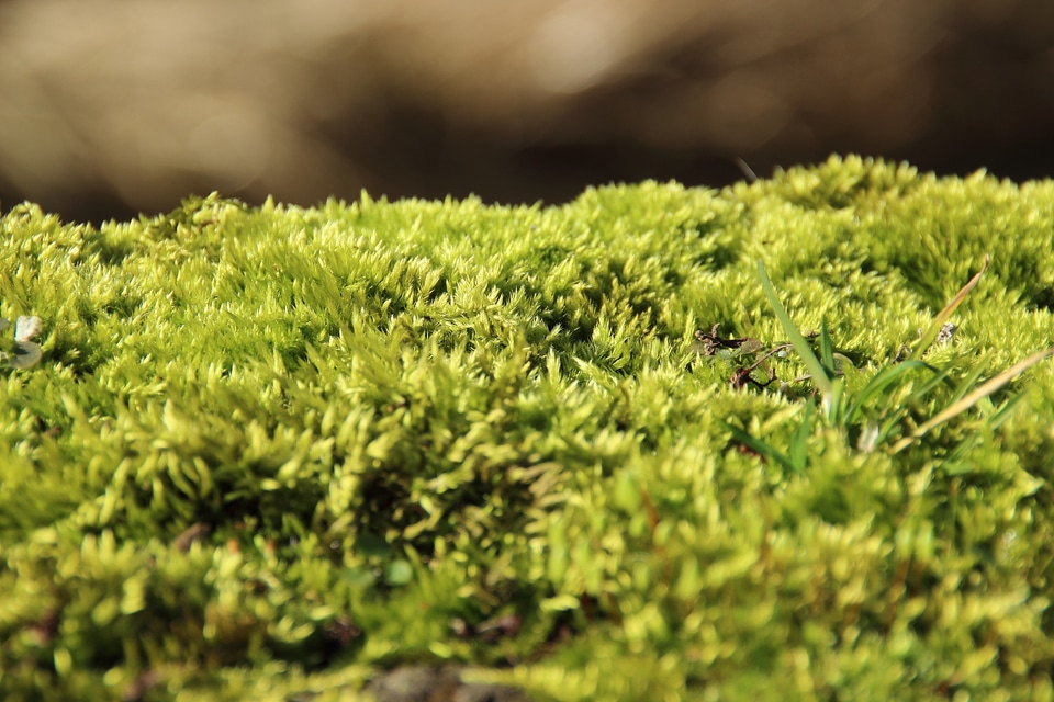 Soft green fluffy