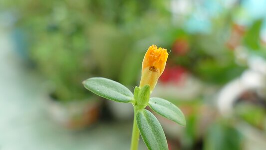 Nature color yellow