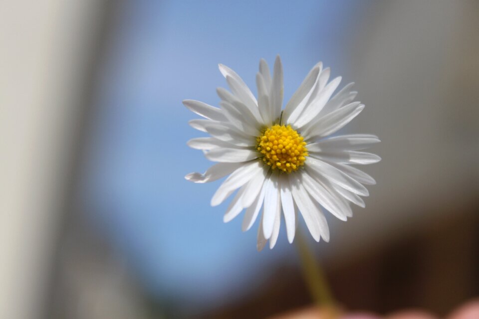 Daisy flower nature