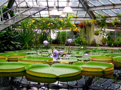 Water lily water plants photo