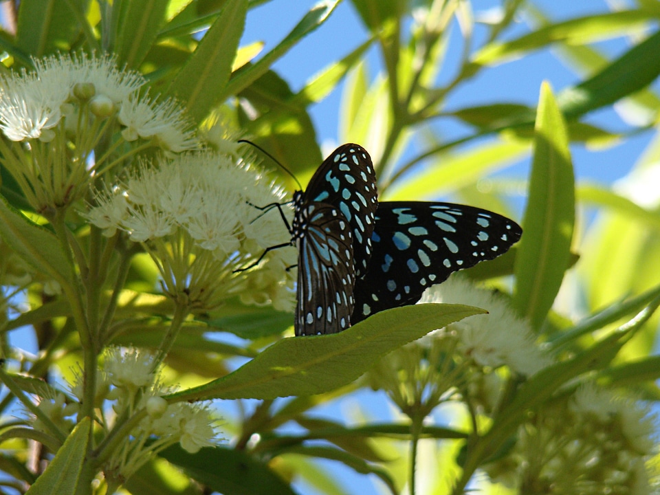 Wing wildlife bug