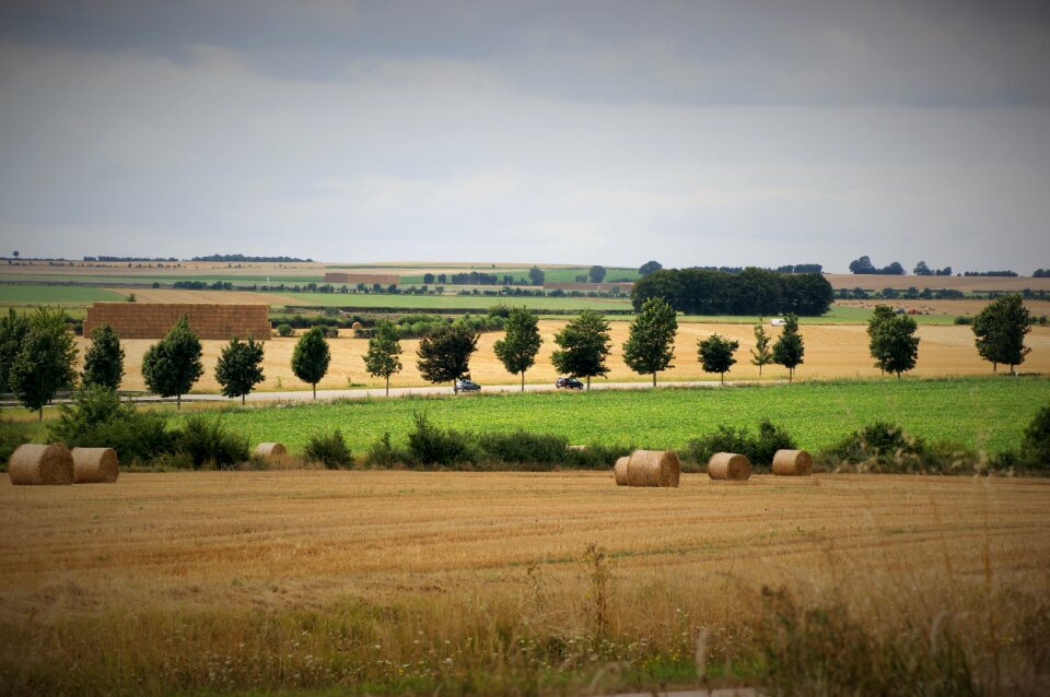 Nature field summer