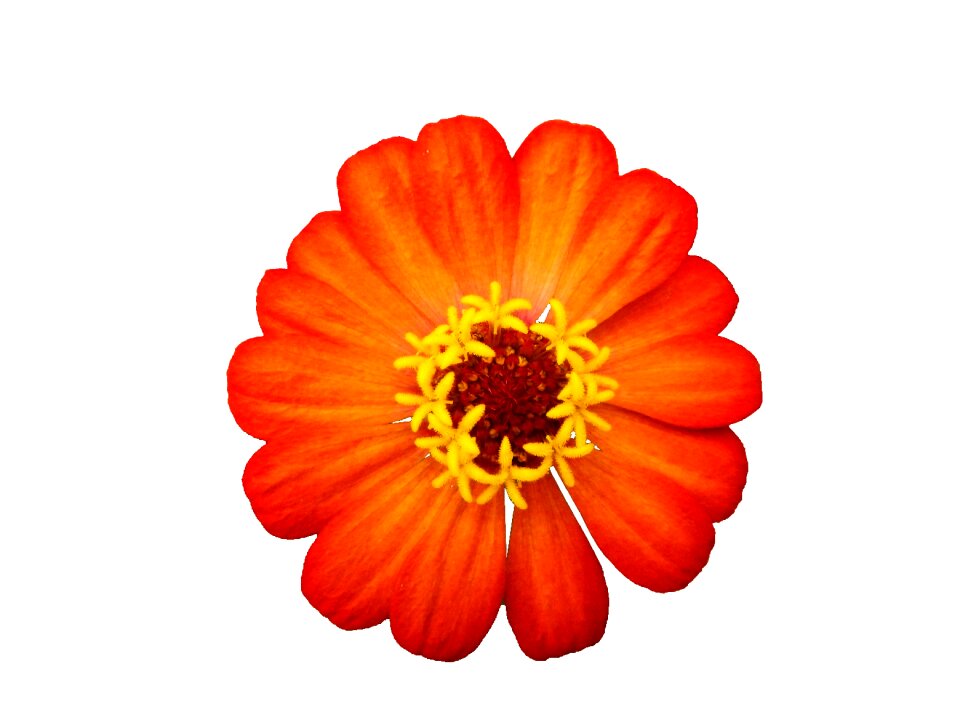 Garden petals flowers
