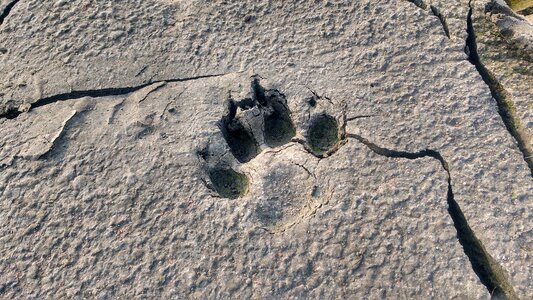 Clay footprint of dog footprint of animal