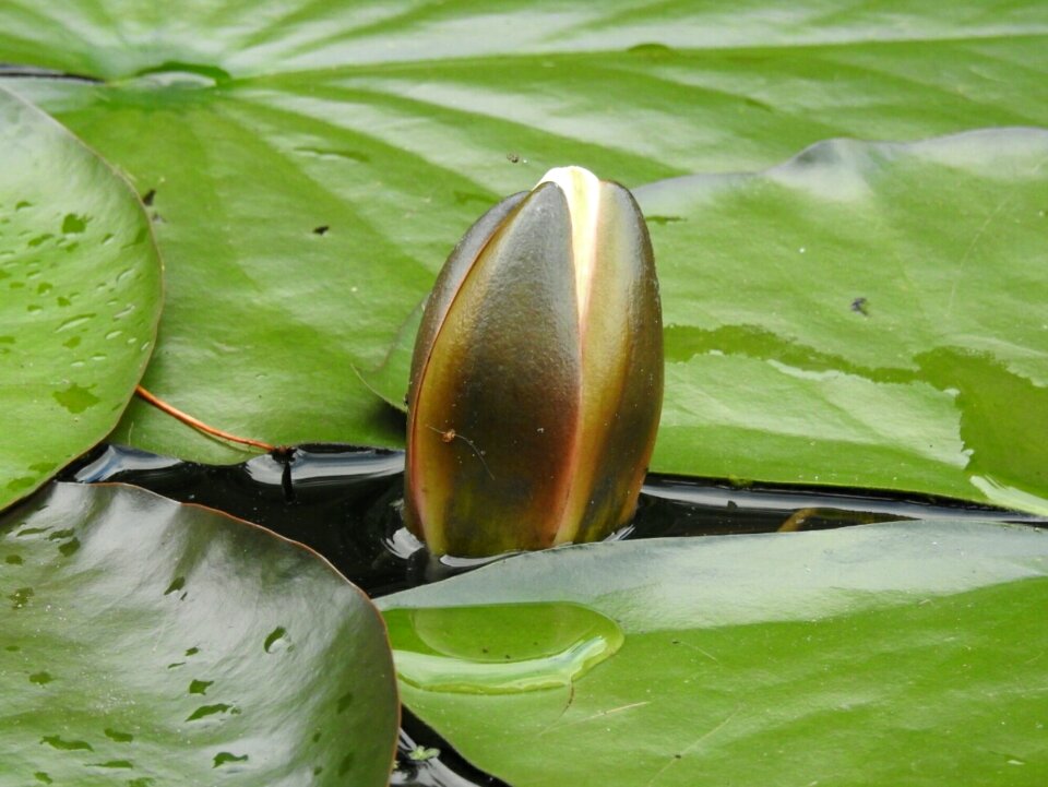 Aquatic plant lake rose nuphar