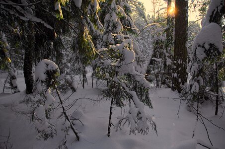 Sunset winter forest pine photo