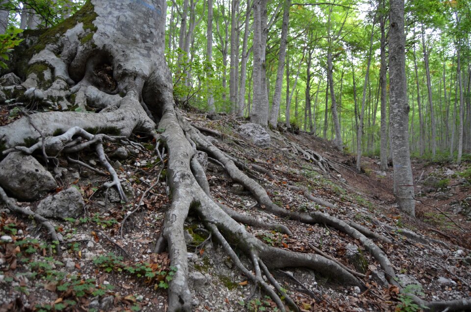 Underwood forest trees photo