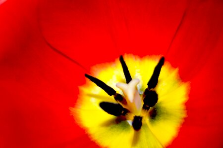 Red bud macro