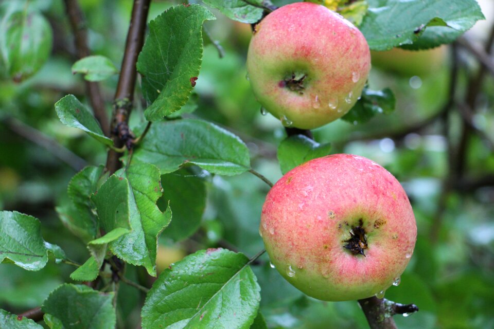 Red branch healthy