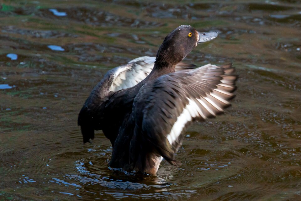 Lake pond animal