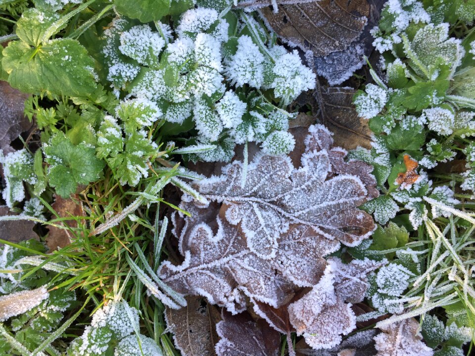 Frozen sheet autumn leaf