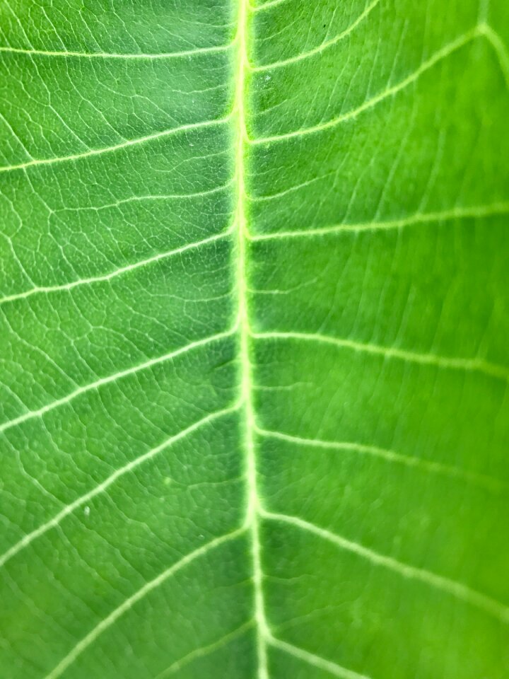 Nature plant green leaf