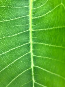 Nature plant green leaf photo