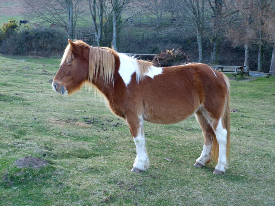 Horse animals love horse