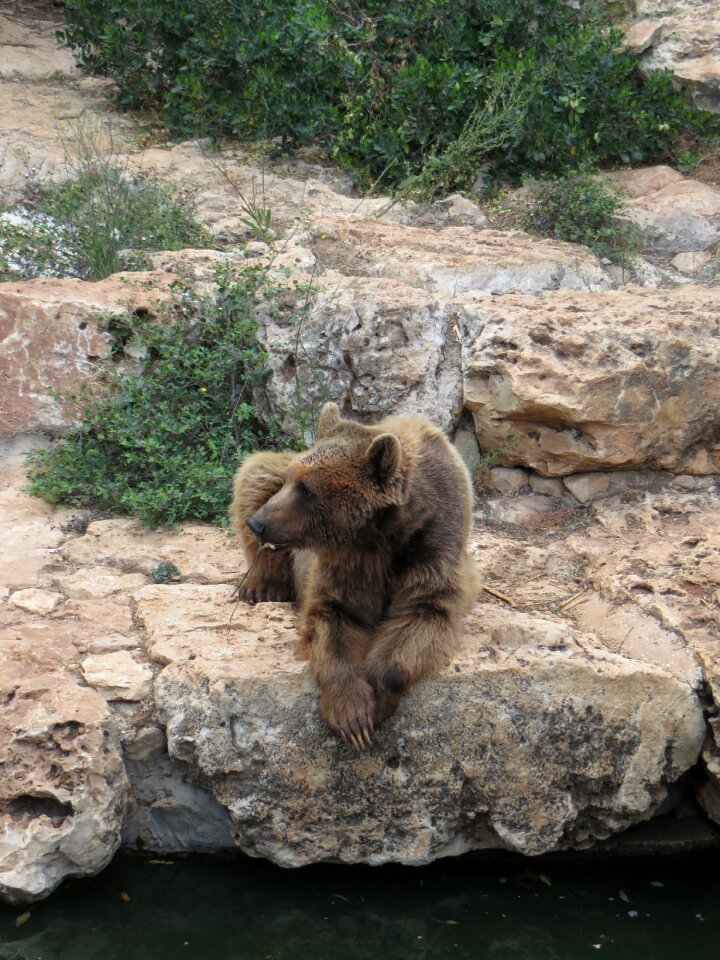 Animal wild