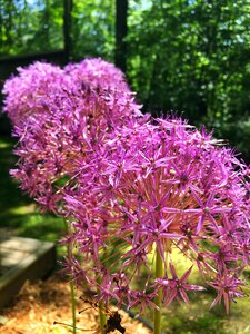 Purple round flower