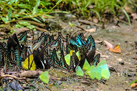 Butterfly nature the forests