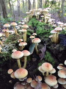 Mushroom agaric mushrooms