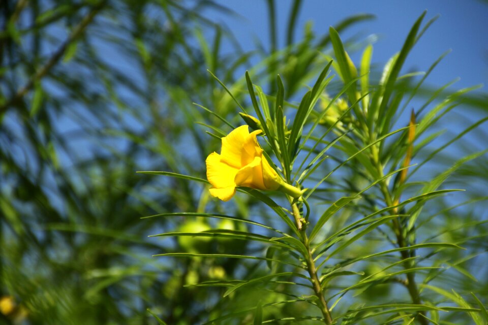 Summer nature plant