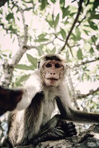 Tree animal