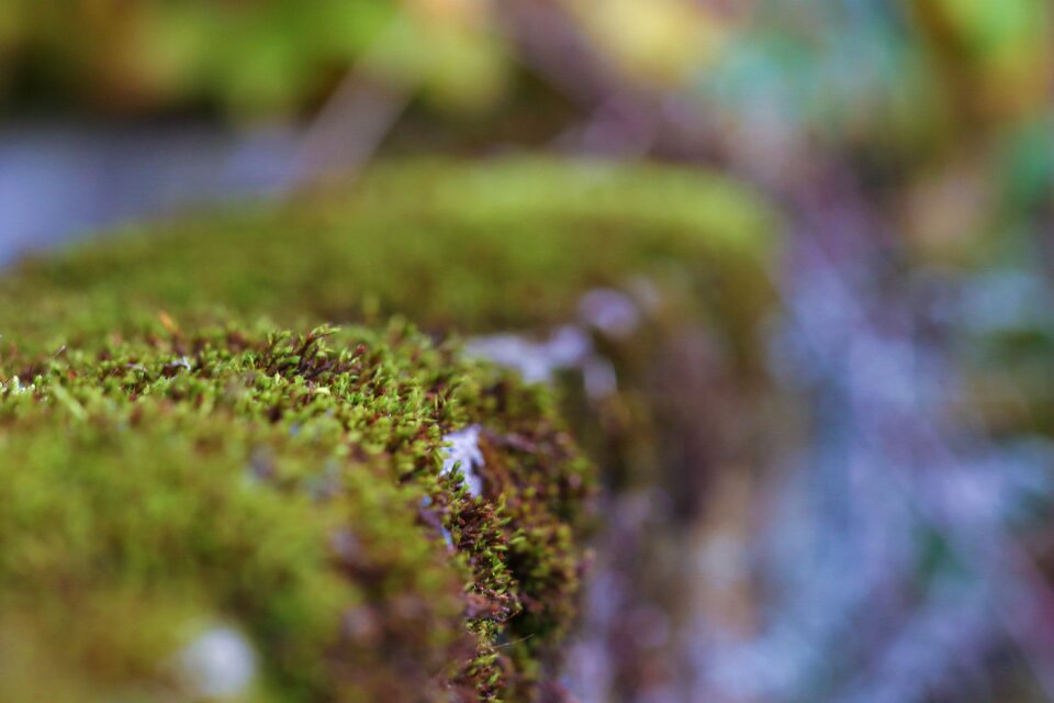 Fall nature
