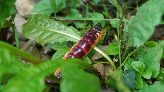 Garden insect nature
