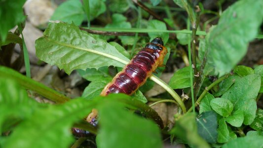 Garden insect nature photo