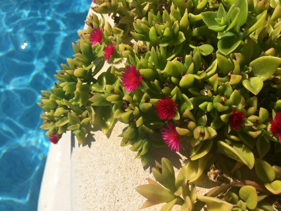 Holiday vacation swimming