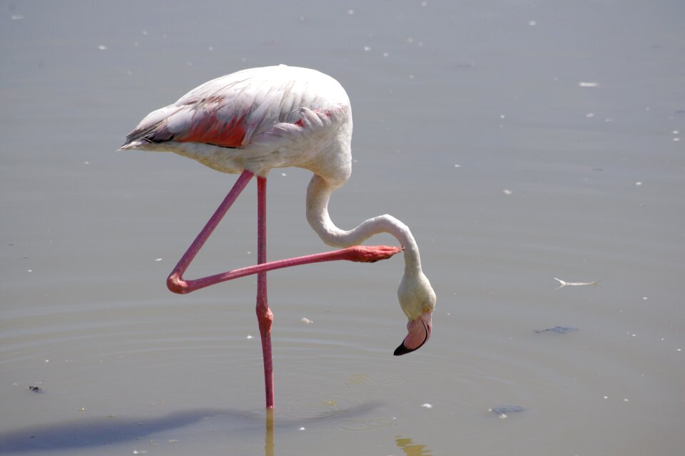 Pond camargue birds
