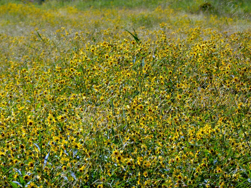 Tickseed bidens aristosa