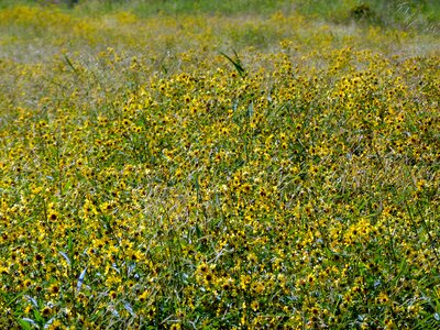 Tickseed bidens aristosa