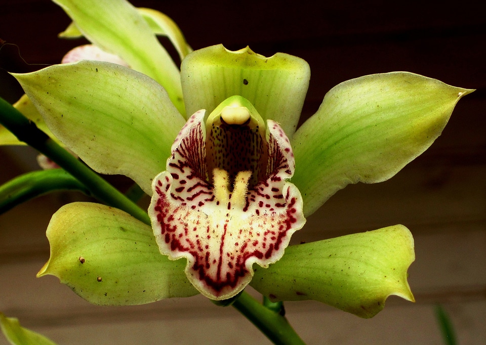 Petals exotic ornamental flower