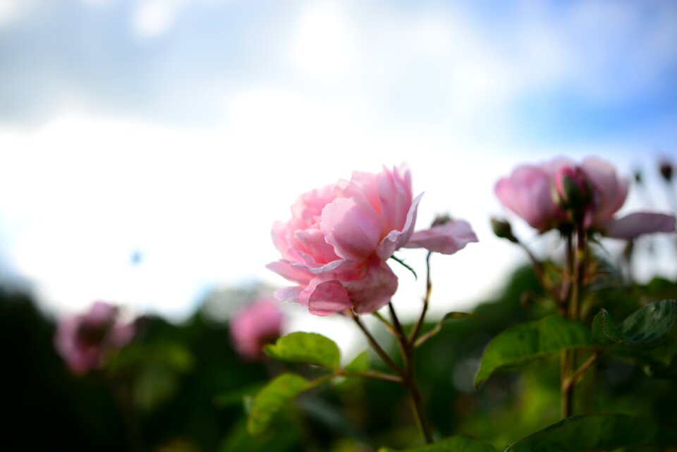 Floral nature blossom