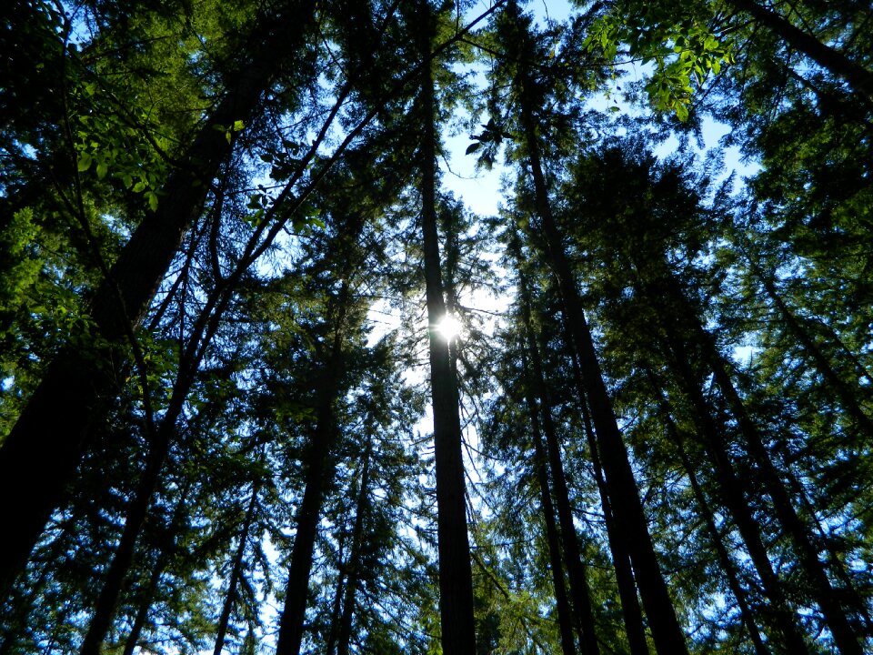 Nature tree sunshine