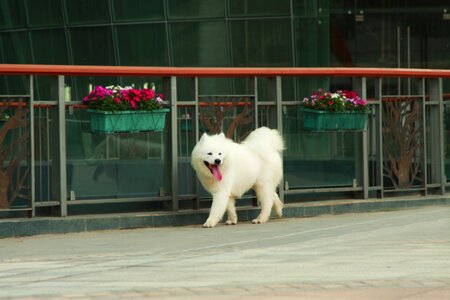 Samoyed pets sled dogs