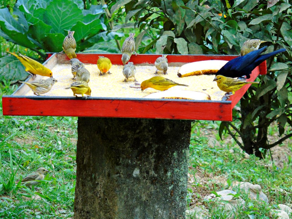 Tropical birds bird birdie