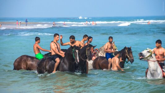 Horse horses equestrian photo