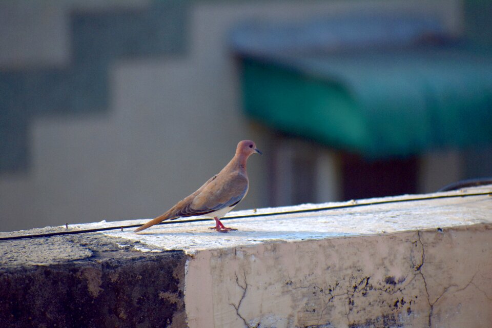 Indian dove bird