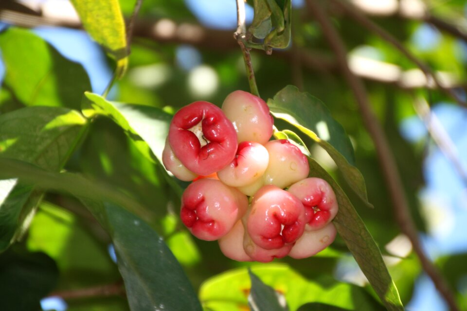 Summer nature plant