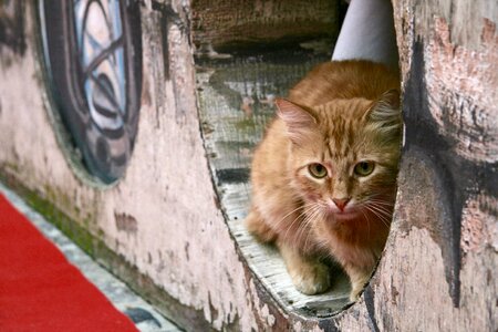 Tomcat street animal