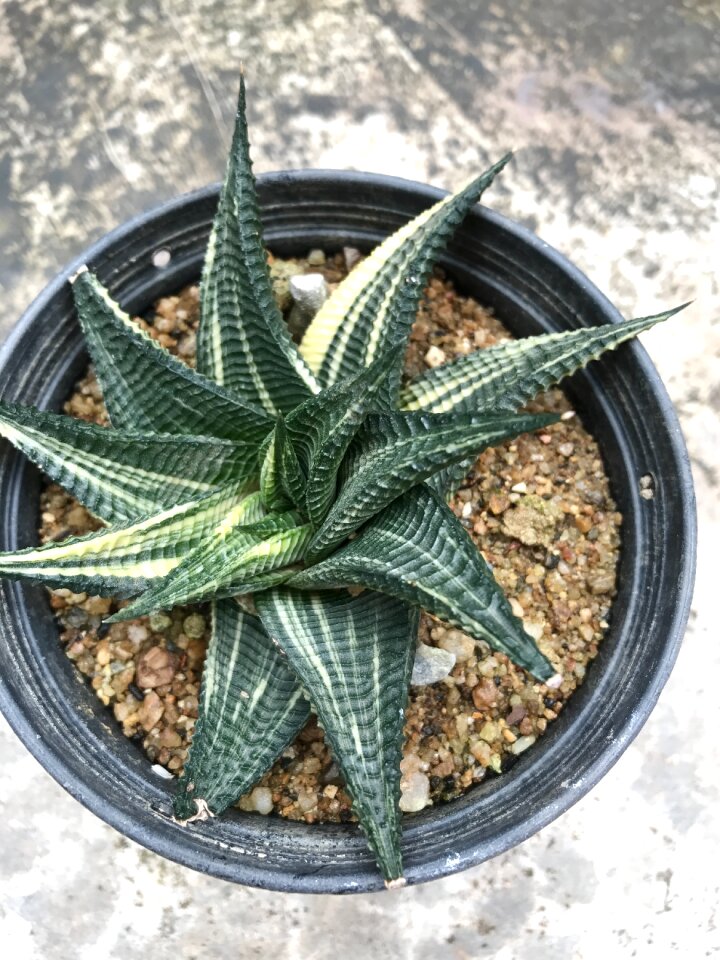 Nature leaf green