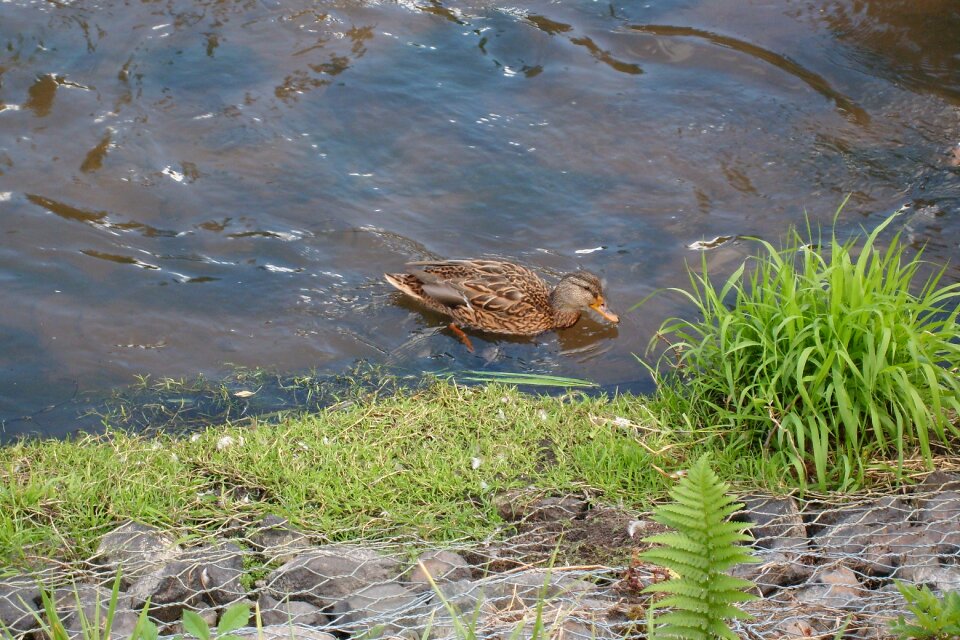 Nature wild birds water birds