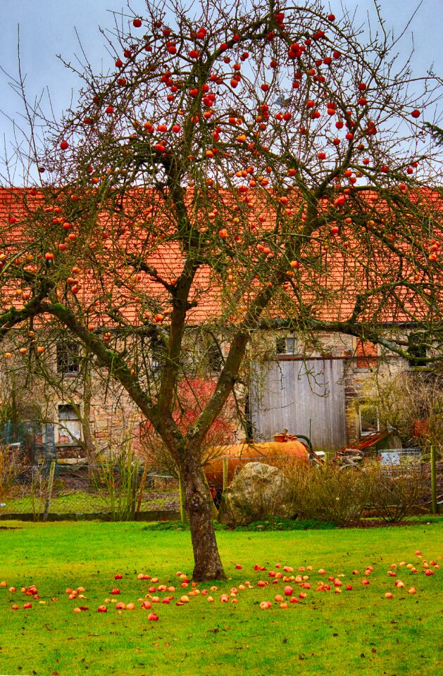 Fruit nature autumn