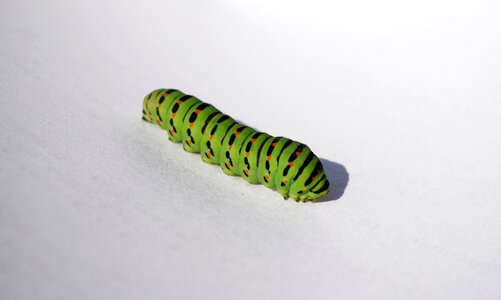 Moľa night insects