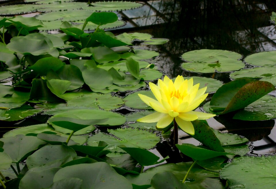 Flower water lily water plant