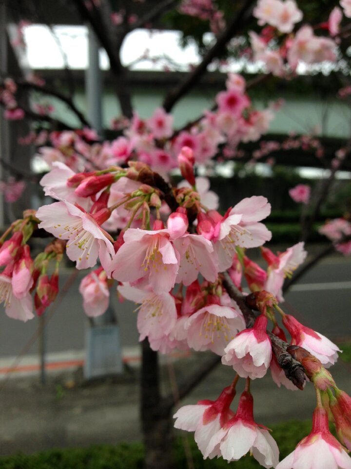 Cherry blossoms flower plant