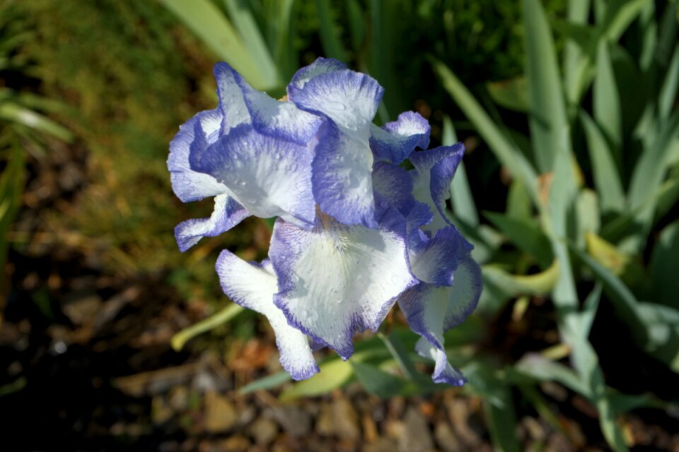 Early bloomer shrub liliaceae photo